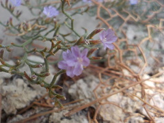 Limonium cancellatum