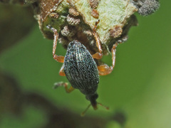 Pseudapion rufirostre