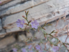 Limonium cancellatum