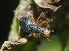 Pseudapion rufirostre