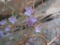Limonium cancellatum