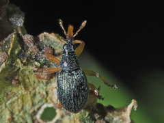 Pseudapion rufirostre