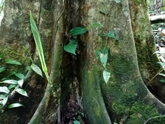 Amorphophallus hewittii
