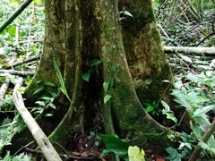 Amorphophallus hewittii