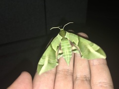 Callambulyx tatarinovii