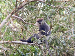 Semnopithecus vetulus