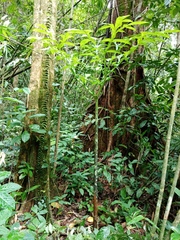 Amorphophallus hewittii