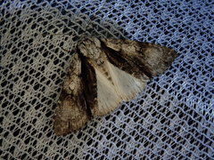 Acronicta alni