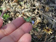 Salvia podadena