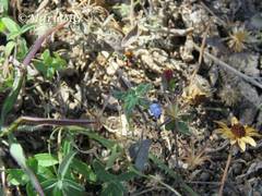 Salvia podadena
