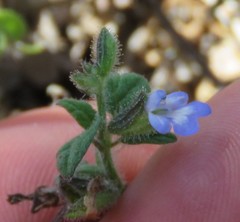 Salvia podadena