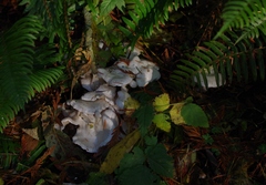 Clitocybe dilatata