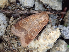 Sineugraphe bipartita