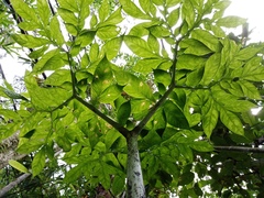 Amorphophallus hewittii