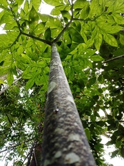 Amorphophallus hewittii