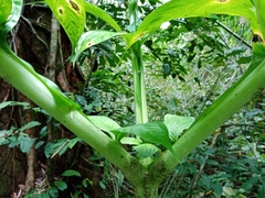 Amorphophallus hewittii