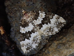 Electrophaes corylata