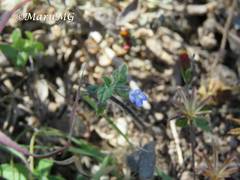 Salvia podadena