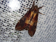 Notodonta dembowskii