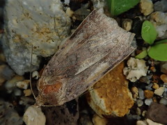 Diarsia pacifica