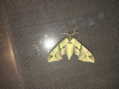 Callambulyx tatarinovii