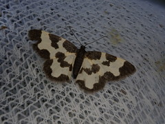 Lomaspilis marginata