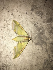 Callambulyx tatarinovii