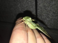 Callambulyx tatarinovii