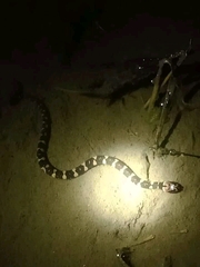 Homalopsis buccata