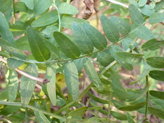 Vicia gigantea