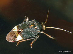 Wekamiris auropilosus