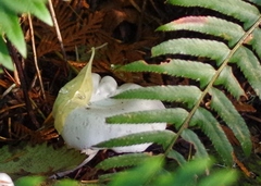 Clitocybe dilatata