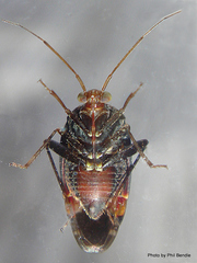 Wekamiris auropilosus
