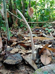 Amorphophallus hewittii