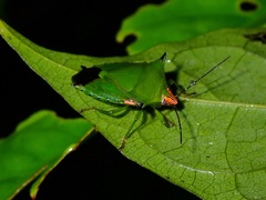 Rhynchocoris