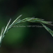 Wheatgrass - Photo (c) 曾云保, some rights reserved (CC BY-NC), uploaded by 曾云保