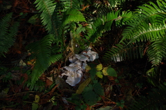 Clitocybe dilatata