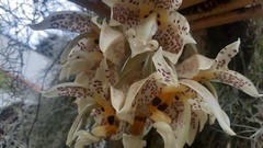 Stanhopea