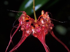 Bulbophyllum gracillimum