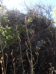 Ehrendorferia chrysantha