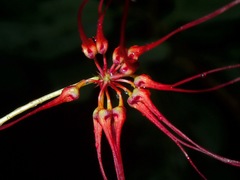 Bulbophyllum gracillimum