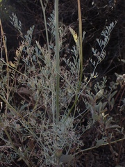 Ehrendorferia chrysantha