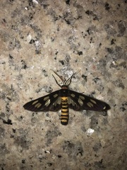 Amata huebneri
