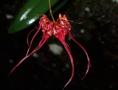 Bulbophyllum gracillimum