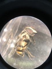 Copestylum fornax