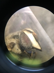 Copestylum fornax