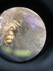 Copestylum fornax