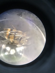 Copestylum fornax