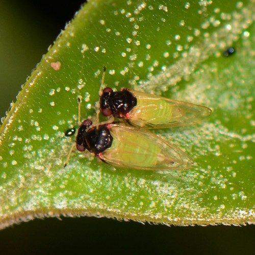 Genus Calophya · iNaturalist
