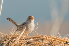 Zonotrichia leucophrys